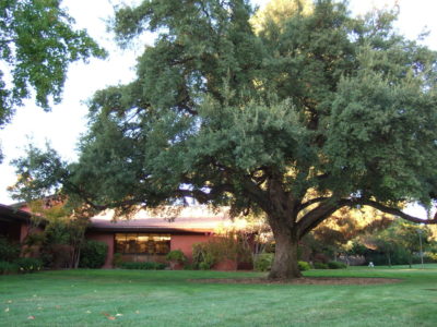 Holly Oak at the library