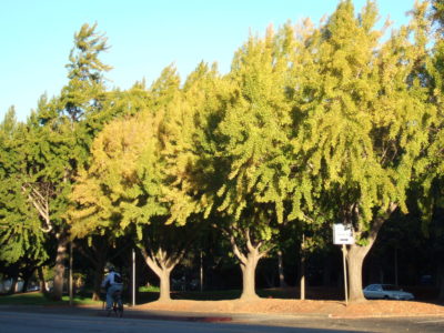 Ginko Trees in autumn