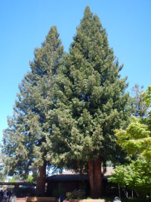 Redwoods at the library