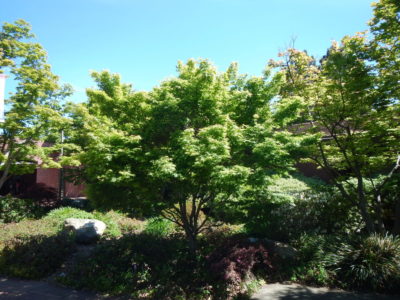 Japanese Maple outside library entrance
