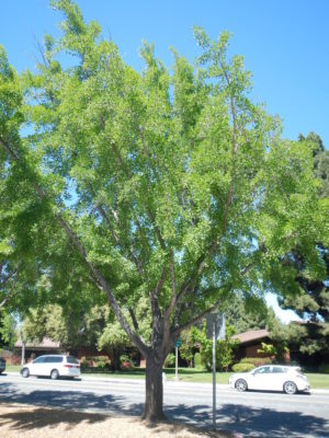 Ginko tree on Olive Avenue