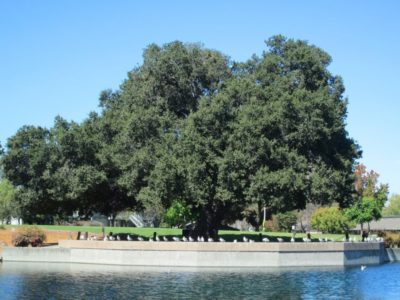 Oak Tree at Sunnyvale Community Center