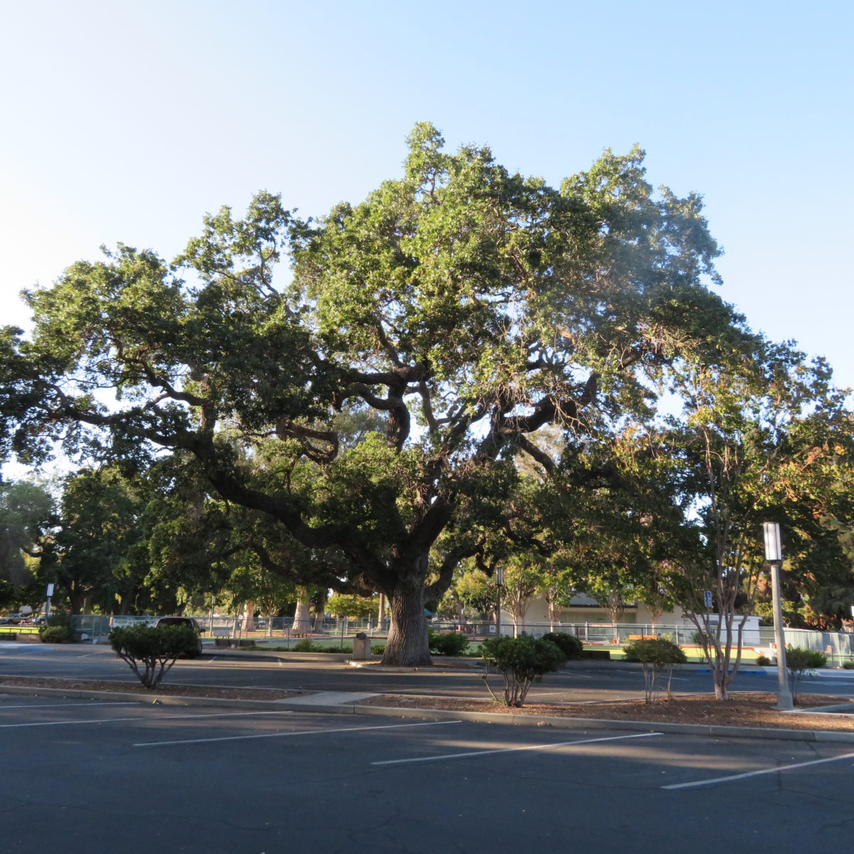 Murphy Park Oak