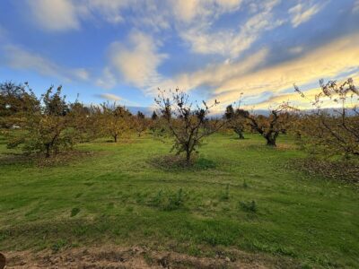 Heritage Orchard December 2025