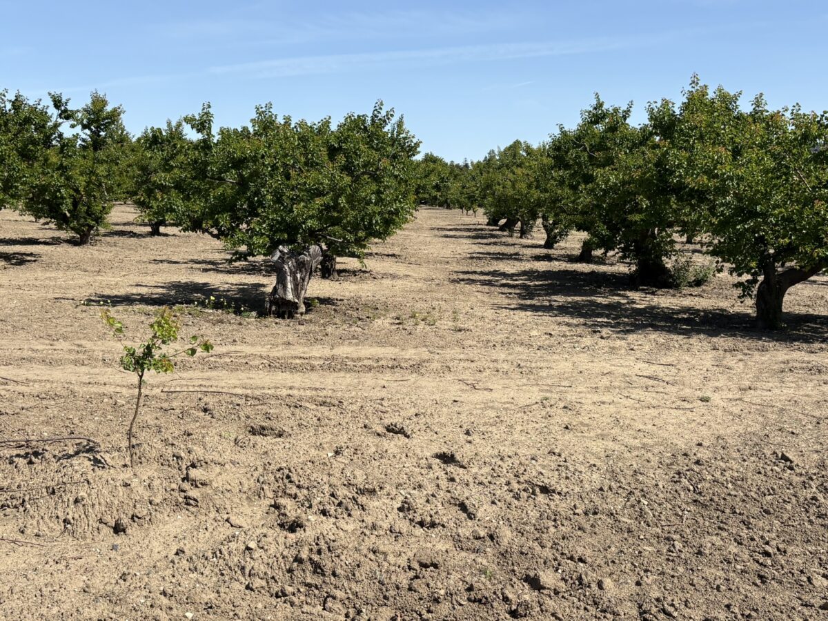 Heritage Orchard December 2025